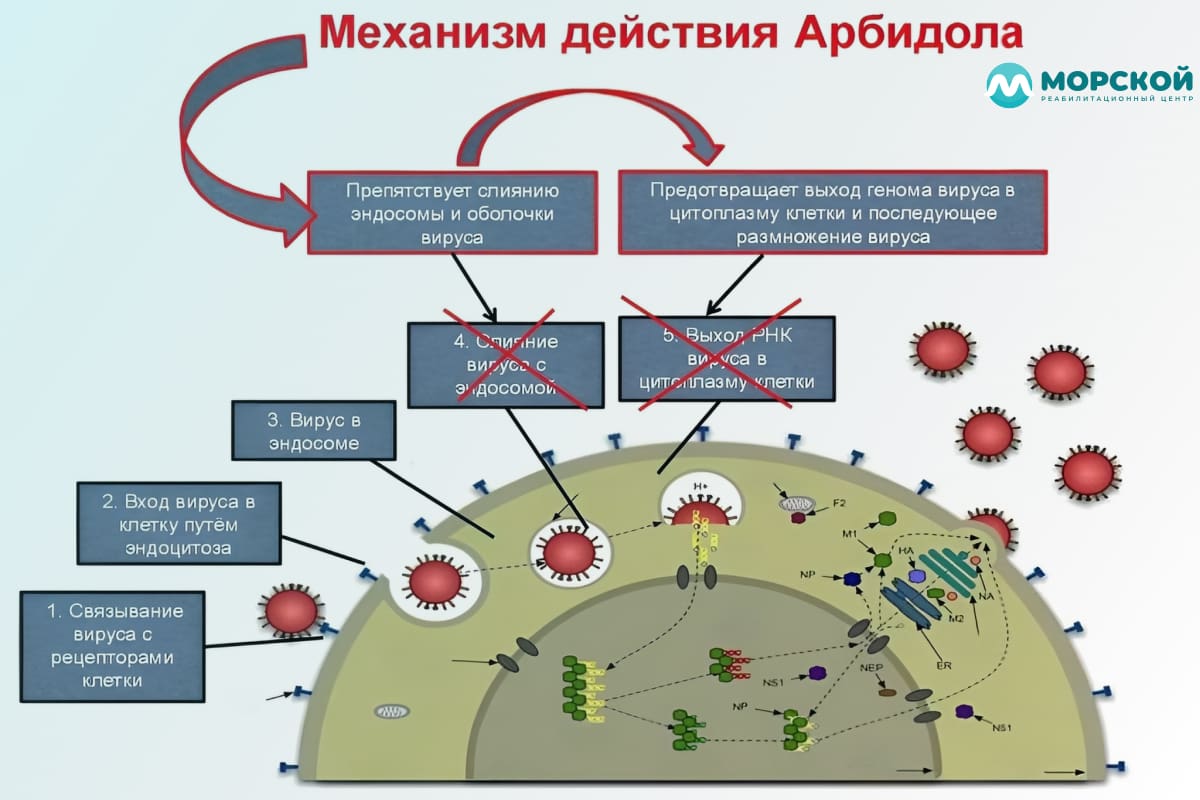 Инфографика действие арбидола